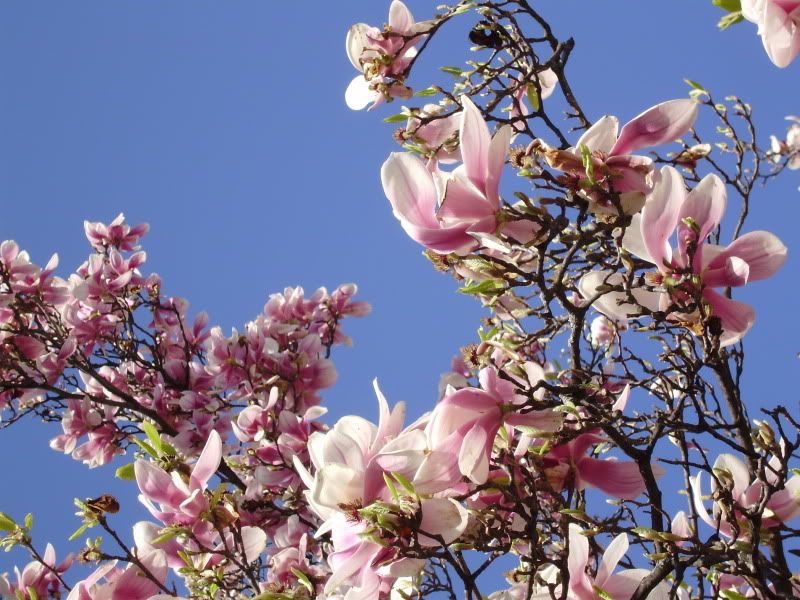 Magnolia Tree