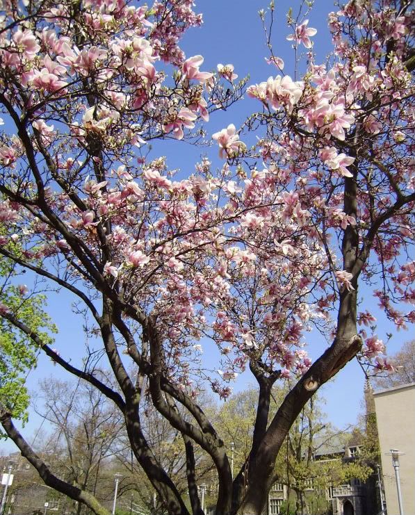 Magnolia Tree