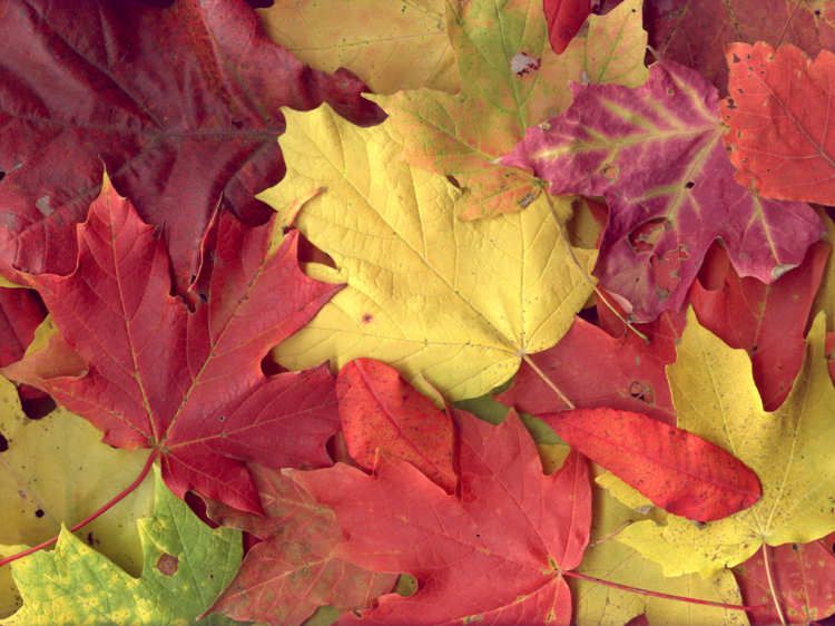 Leaves - on blog