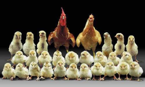 Chicken Family - on blog