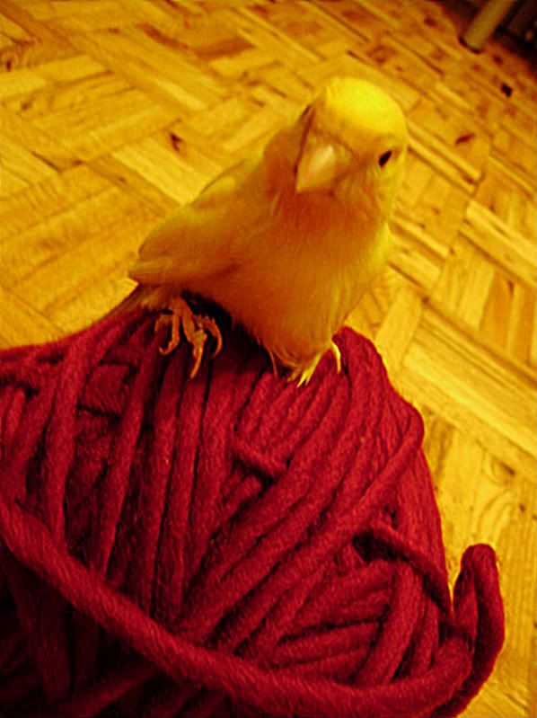 Butters on yarn - on blog Pictures, Images and Photos