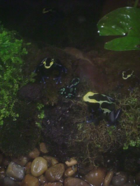 dart frogs Pictures, Images and Photos