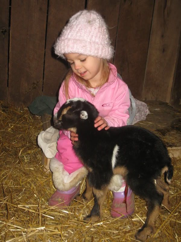 Busy day with kiddings - Goats