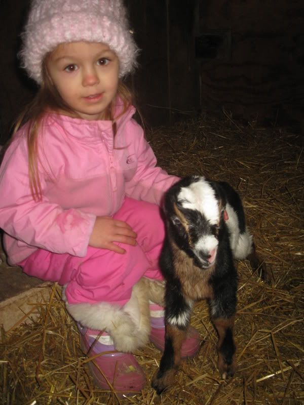 Busy day with kiddings - Goats