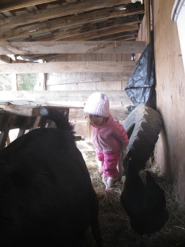 Busy day with kiddings - Goats