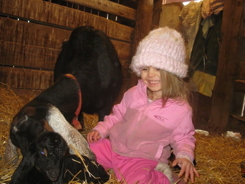 Busy day with kiddings - Goats