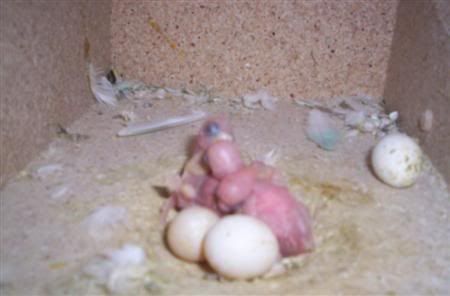 Babies002Custom.jpg