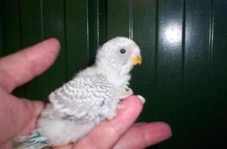 Babies003Custom.jpg