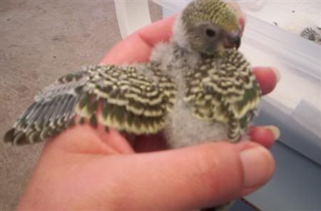 Babies2clutch001Custom.jpg