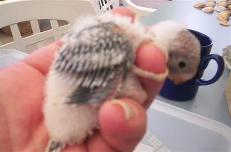 Babies2clutch005Custom.jpg