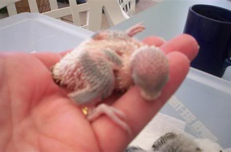 Babies2clutch006Custom.jpg