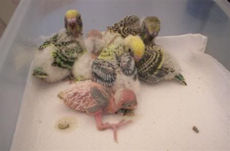 Babies2clutch008Custom.jpg