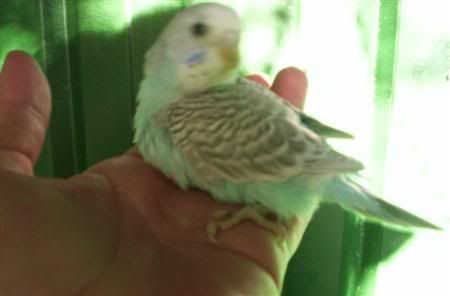 Jellybean003Custom.jpg