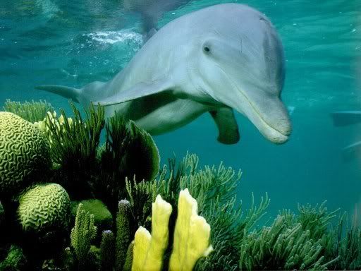 dolphin Pictures, Images and Photos