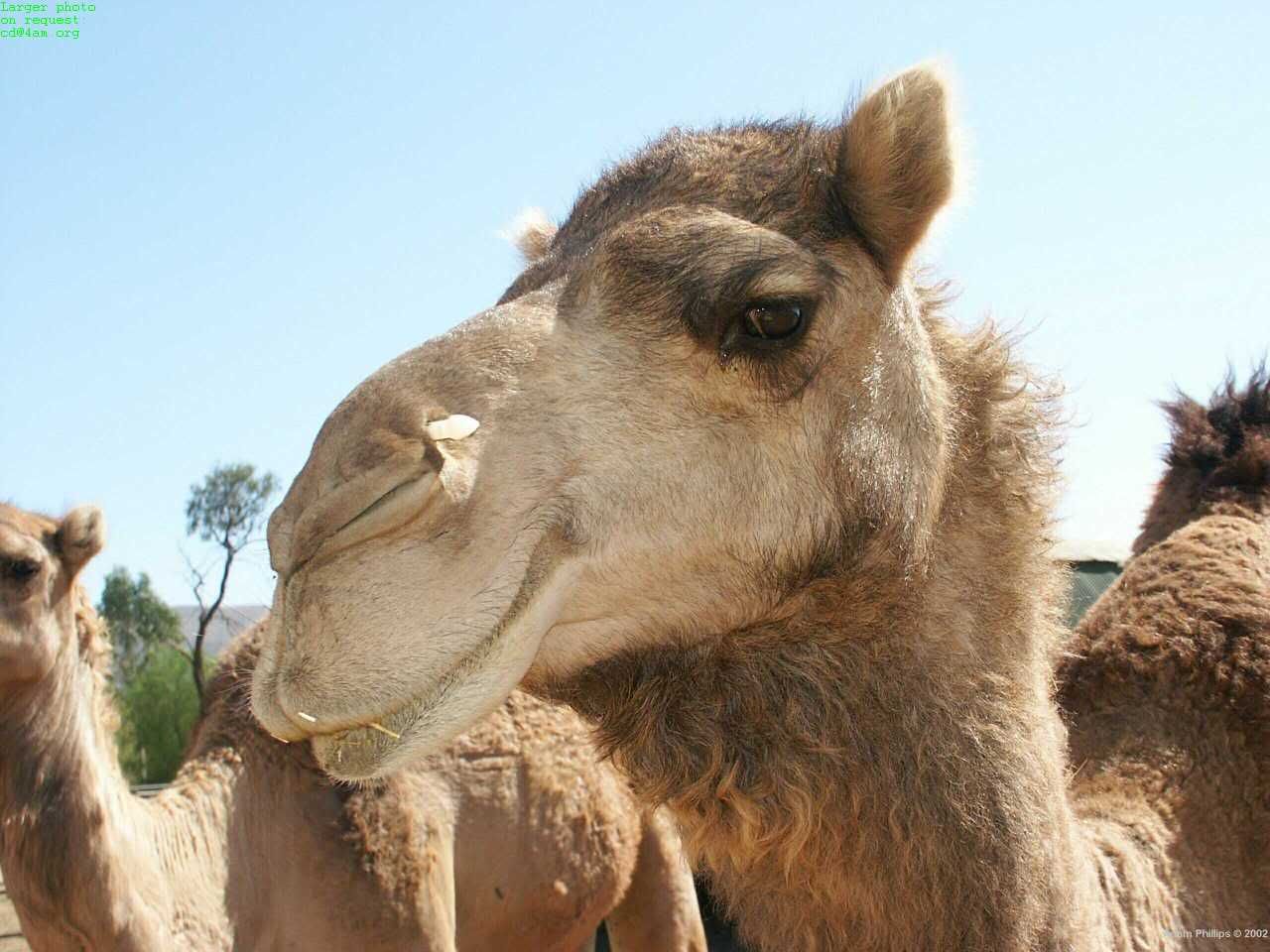 Camel.jpg