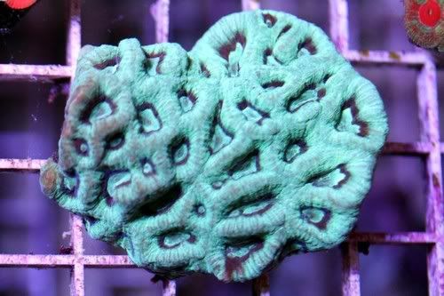 0061 - A2 Reefers 3rd annual Frag Swap!!! What are you Bringing???