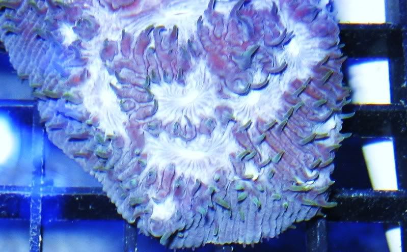 IMG 0107 - A2 Reefers 3rd annual Frag Swap!!! What are you Bringing???