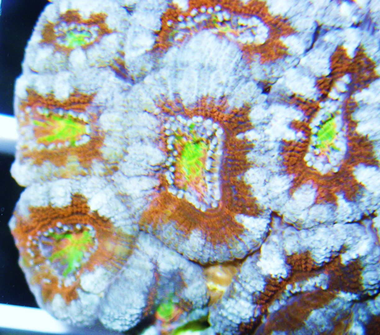 IMG 1367 - A2 Reefers 3rd annual Frag Swap!!! What are you Bringing???