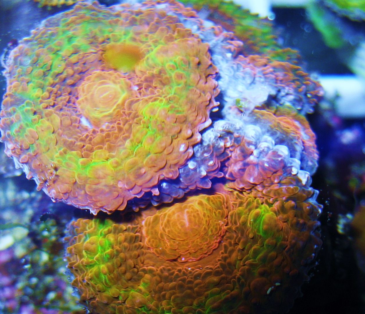 IMG 1395 - A2 Reefers 3rd annual Frag Swap!!! What are you Bringing???