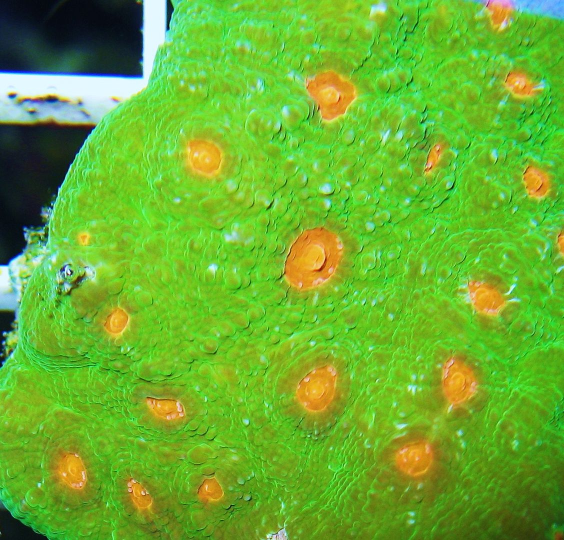 IMG 1653 - A2 Reefers 3rd annual Frag Swap!!! What are you Bringing???