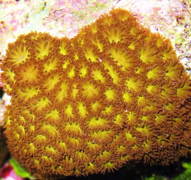 leptastrea.jpg