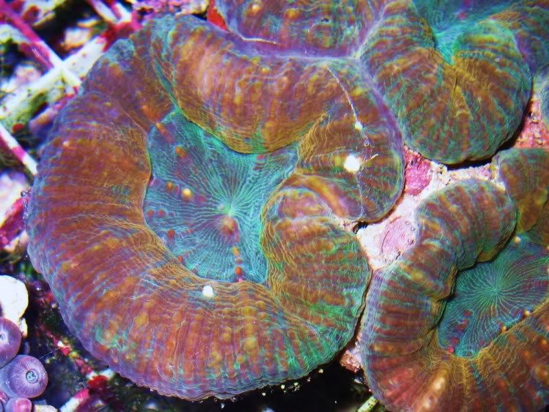 RedRainbowLobo - A2 Reefers 3rd annual Frag Swap!!! What are you Bringing???