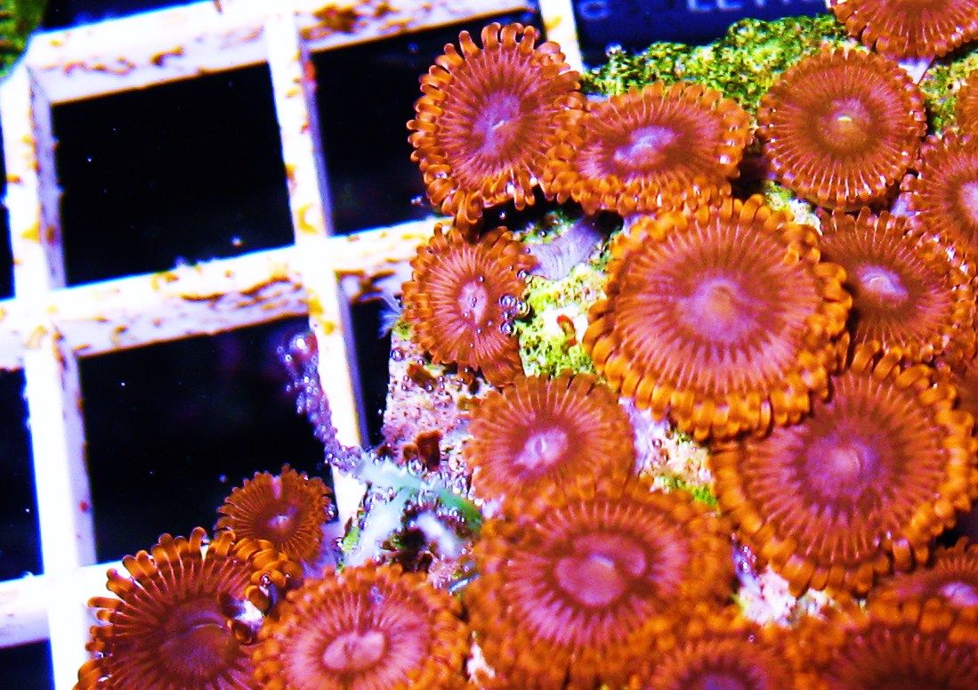 IMG 1619 - A2 Reefers 3rd annual Frag Swap!!! What are you Bringing???