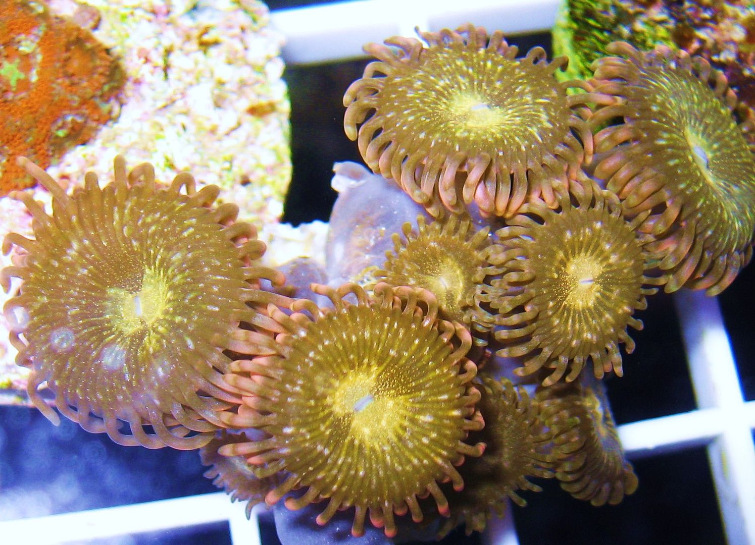 IMG 1862 - A2 Reefers 3rd annual Frag Swap!!! What are you Bringing???