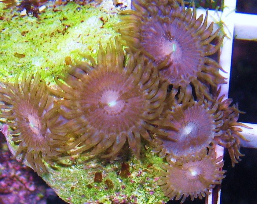 IMG 1863 - A2 Reefers 3rd annual Frag Swap!!! What are you Bringing???