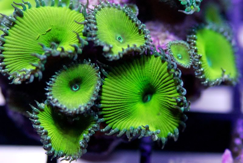 Nucleargreensmall - A2 Reefers 3rd annual Frag Swap!!! What are you Bringing???