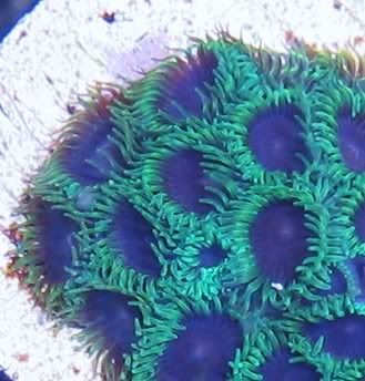 PPEclones - A2 Reefers 3rd annual Frag Swap!!! What are you Bringing???