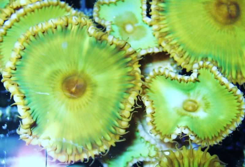 SunPolyps 1 - A2 Reefers 3rd annual Frag Swap!!! What are you Bringing???