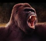 Gorilla Gorilla