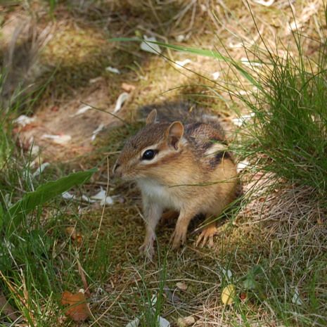  photo 2016-06-27_1_cottage_chipmunk_001_zpsdf8gkwu6.jpg