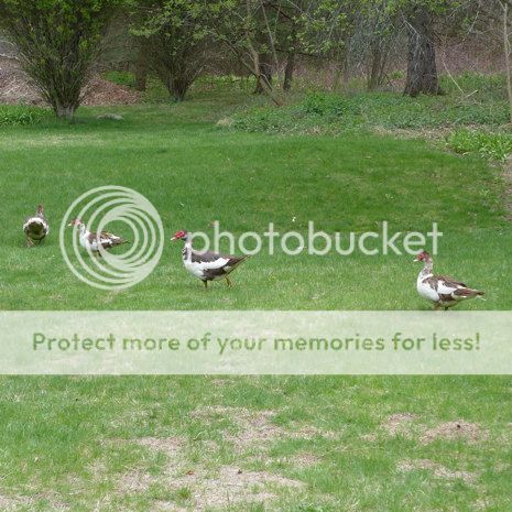  photo 2016-04-25_ducks_backyard_003_zpsz0yhxmyg.jpg