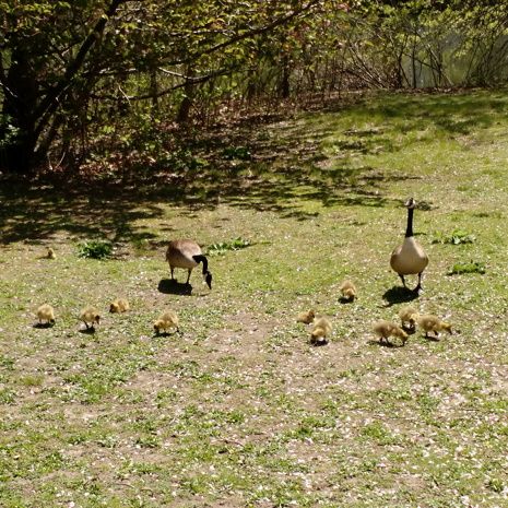  photo 2016-05-14_2_the_fens_001_zpssvytmm5l.jpg