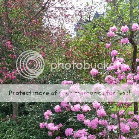  photo 2017-05-04_flowers_005_zpsv6ufsslh.jpg