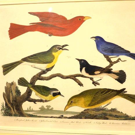  photo 2017-05-14_3_audubon_museum_005_zpsggtnpocz.jpg