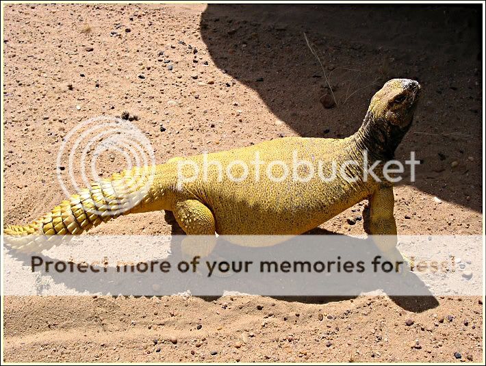 王者蜥分类(图鉴版).