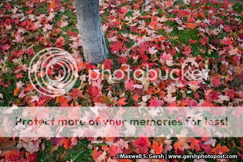 leaves on ground ©Maxwell S. Gersh