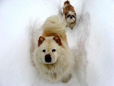 Feb-snow008-tg.jpg picture by belladaisy27