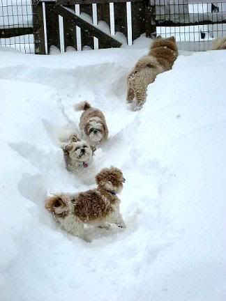 Feb-snow014-tg.jpg picture by belladaisy27